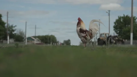 Cock Vidéo 196867690