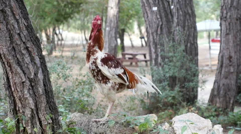 Cock in forest Stock Footage 57296442