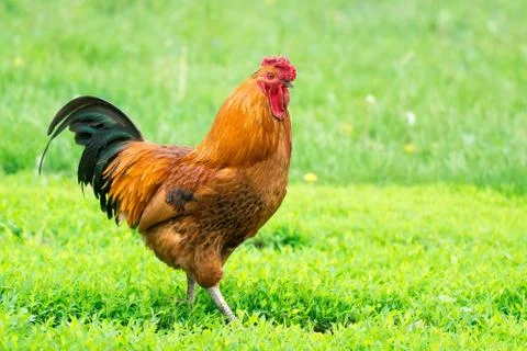 Cock on the grass Stock Photos