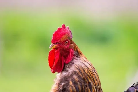 Cock on the grass. Stock Photos
