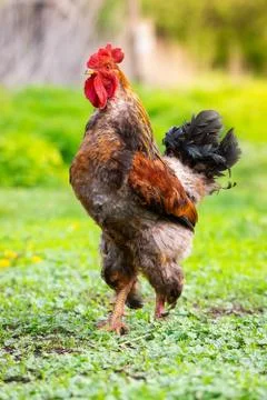 Cock on the grass. Stock Photos