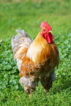 Cock on the grass. Stock Photos