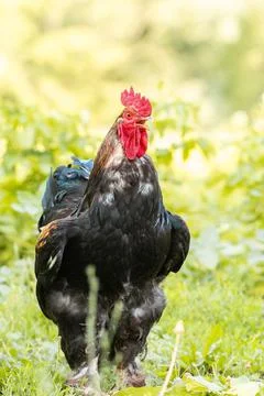 Cock on the grass.. Stock Photos