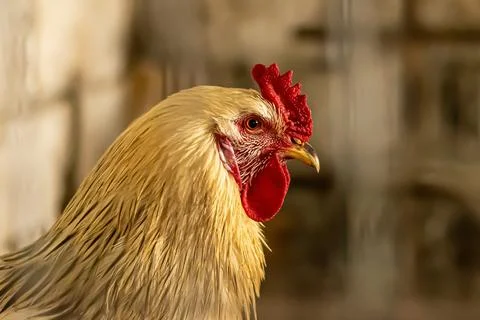 Cock head close-up from the side Stock Photos