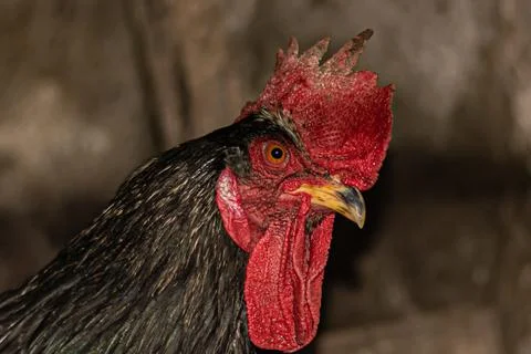 Cock head close-up from the side Stock Photos