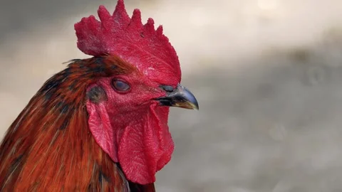 Cock Head Stock Footage 280297914