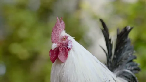 Cock looking around and flapping wings Stock Footage 107830726