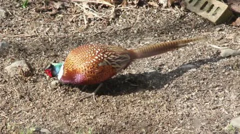 Cock Pheasant Vidéo 11019271