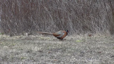 Cock Pheasant Stock Footage 22945669
