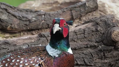 Cock pheasant Vidéo 227874757