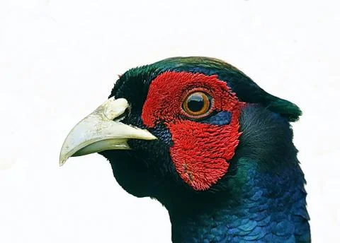 Cock Pheasant Stock Photos