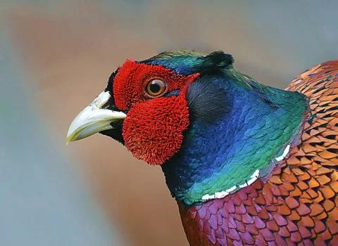 Cock Pheasant Фото