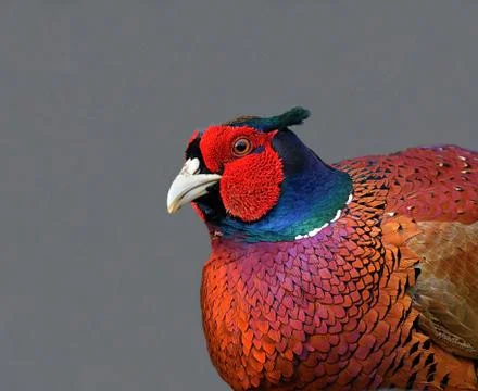 Cock Pheasant Stock Photos