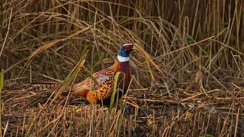 Cock Pheasant in stubble. Stock Footage 119988856
