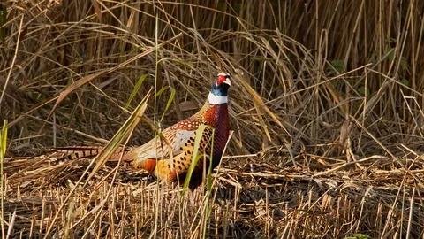 Cock Pheasant in stubble. Stock Footage 119988955