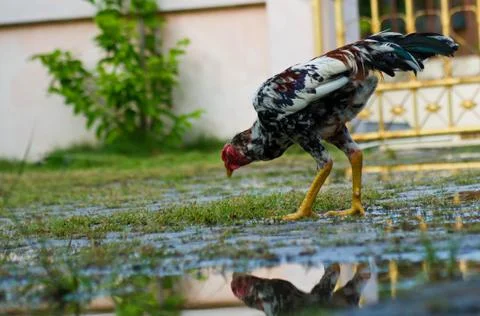 Cock Stock Photos