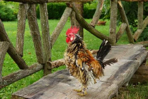 Cock. Stock Photos