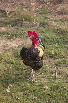 Cock Stock Photos