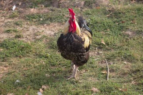 Cock Stock Photos