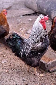 Cock Stock Photos