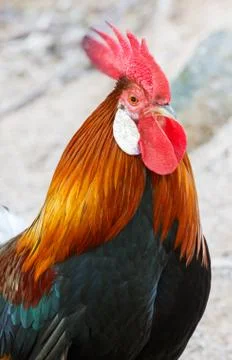 Cock Stock Photos