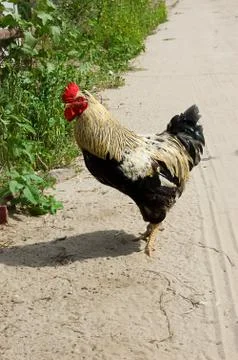 Cock Stock Photos