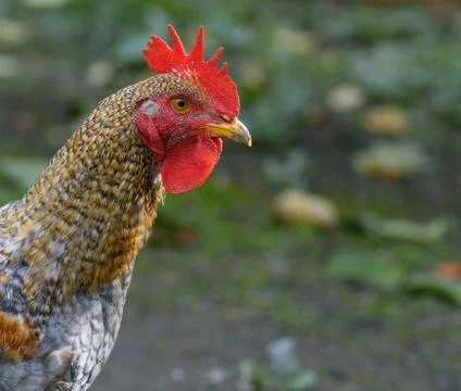 Cock Stock Photos
