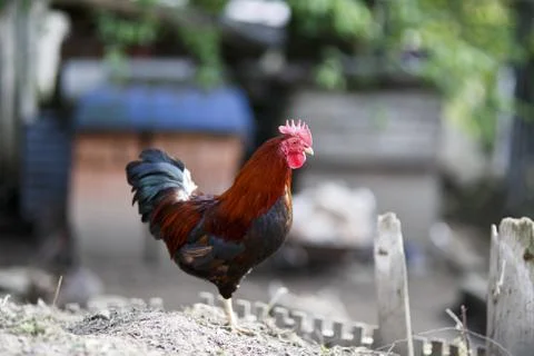 Cock Stock Photos