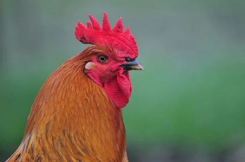Cock Stock Photos