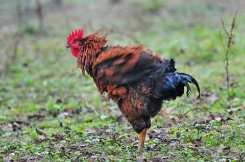 Cock Stock Photos