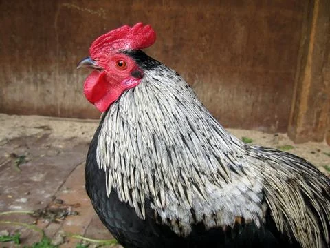 Cock Stock Photos
