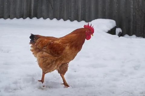 Cock Stock Photos