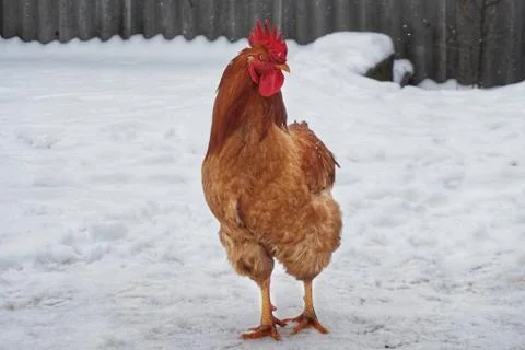 Cock Stock Photos