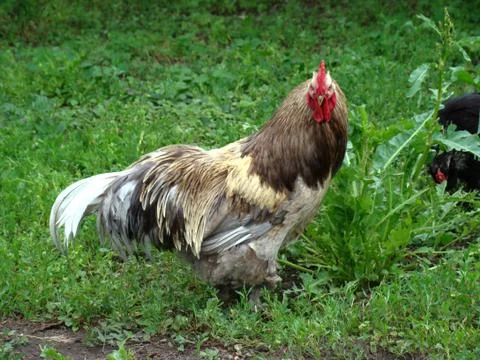 Cock Photos