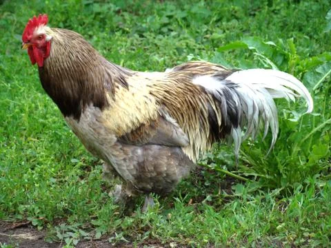 Cock Photos