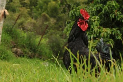 Cock Stock-Fotos
