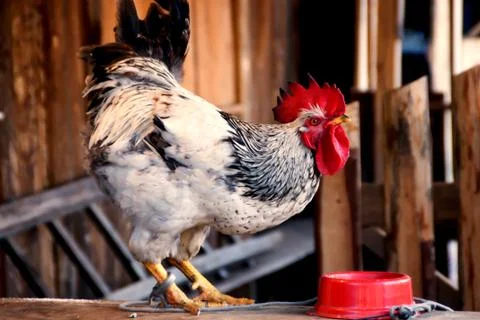 Cock Stock Photos