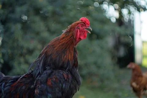 Cock Stock Photos
