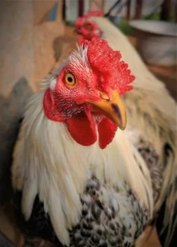 Cock Stock Photos
