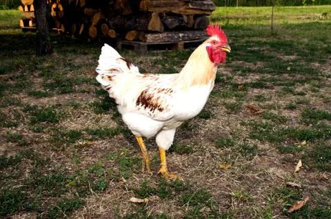Cock Stock Photos