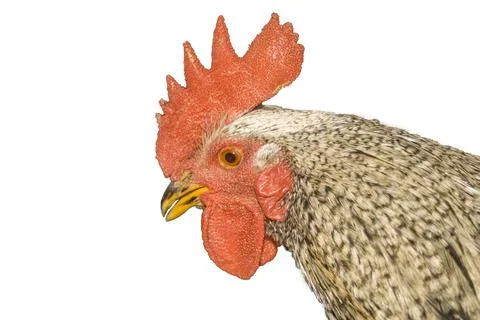 Cock Stock Photos