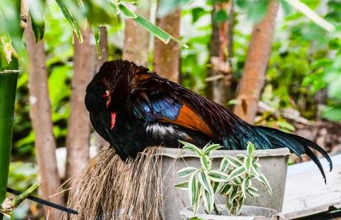 Cock in pot 库存照片