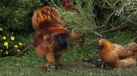 Cock shaking feathers. Free range chickens.  Rooster and hens. Video stock 51733402