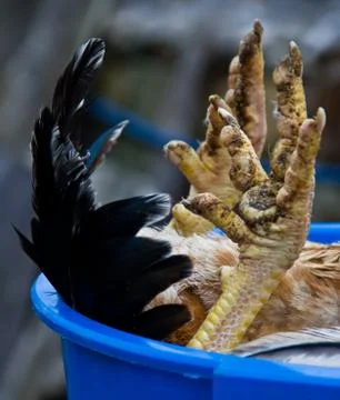 Cock upside up Stock Photos