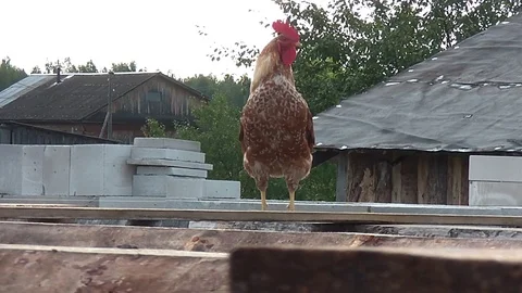 Cock walking on the farmstead and crows Stockbeeldmateriaal 73045512