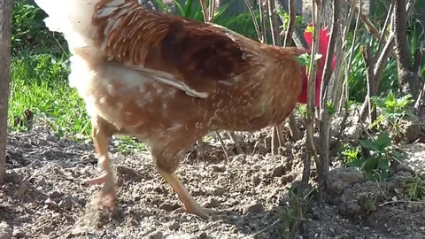 Cock walking on farmstead Stock Footage 71773173