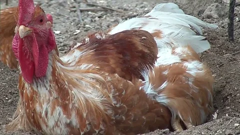 Cock walking on farmstead Stock Footage 71773392