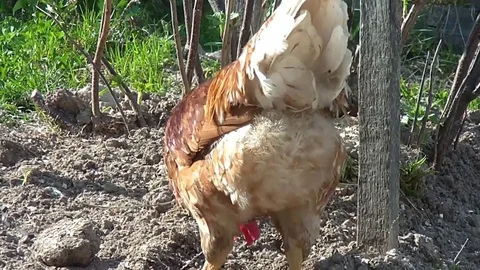 Cock walking on farmstead Stock Footage 73137097