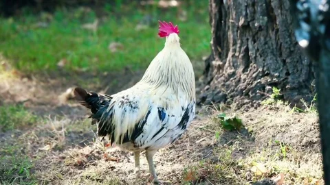 Cock walking outdoors Video stock 80492318