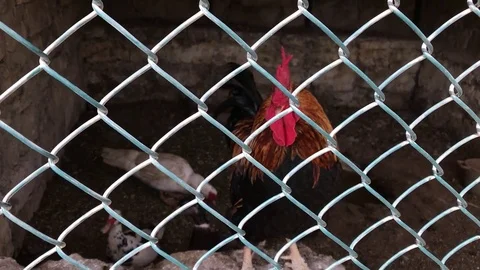 Cock in zoo Stock Footage 80504191